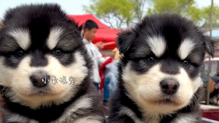 Mantan pengguna yang menghilang kembali! Pergi ke pasar anjing untuk membantu para penggemar memilih