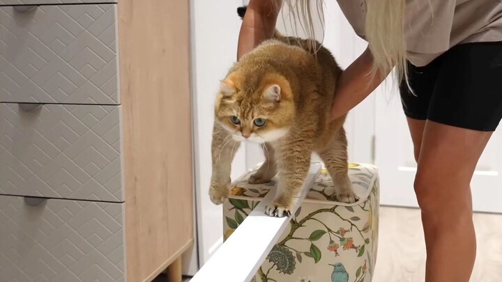 They say cats have incredible balance?!