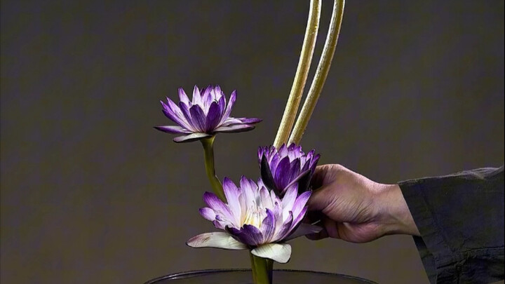 Blooming all the way, may good luck bloom endlessly! #ExpeditionFlowerArranging #WaterLily #ChineseF