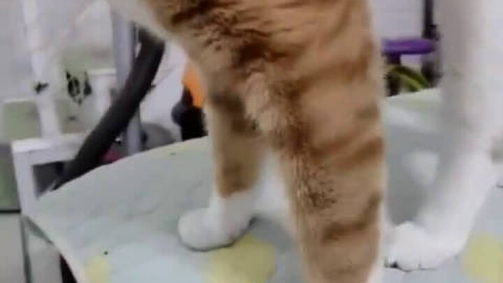 แมว: ปีนี้ออกกำลังกายครบตามเป้าแล้ว [เหมียวเหมียว]