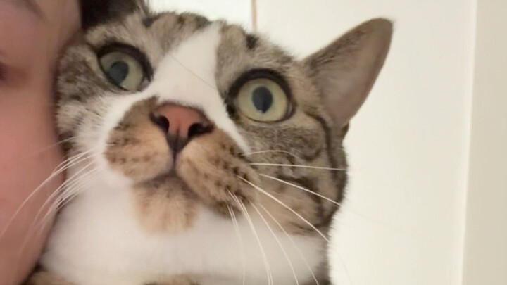 Luckily, there's a cat.