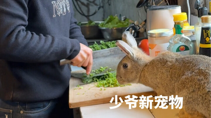 Datang dan bantu aku menyelamatkan kelinci kecil itu