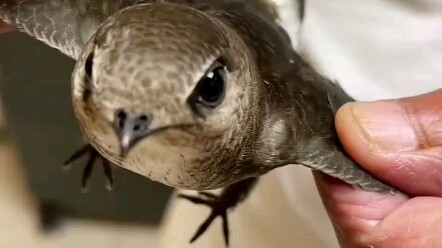 What kind of bird is this? How did you end up flying into my house?