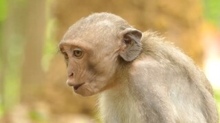 So Sad To See Julina Crying Loudly Request Mom Milk, Why Mom Do Like This To Her Baby Julina