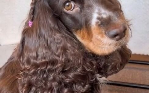 A dog with super smooth, silky fur—how could anyone not be jealous?