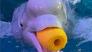 صغير أسود ذكي بشكل استثنائي