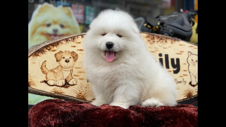 Chó Samoyed (Sam) màu trắng thuần chủng 2 tháng tuổi siêu đẹp bán tại Dogily Petshop