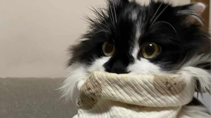 Khi bạn ăn xong mà quên tháo yếm dãi cho mèo