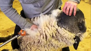 Extremely stress-relieving! American ranchers immerse themselves in sheep shearing, shaving one in 2