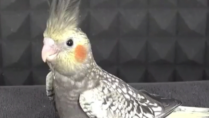The entire growth process of a parrot is just like an ugly duckling turning into a beautiful swan.
