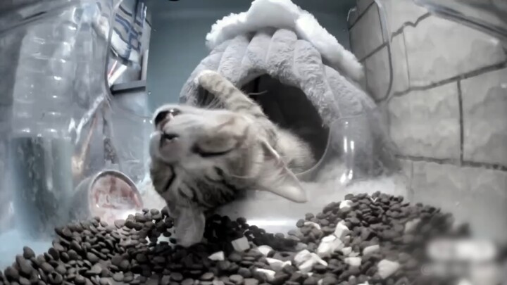 Khi ai cũng nghĩ rằng chú mèo nhỏ đã không may qua đời thì
