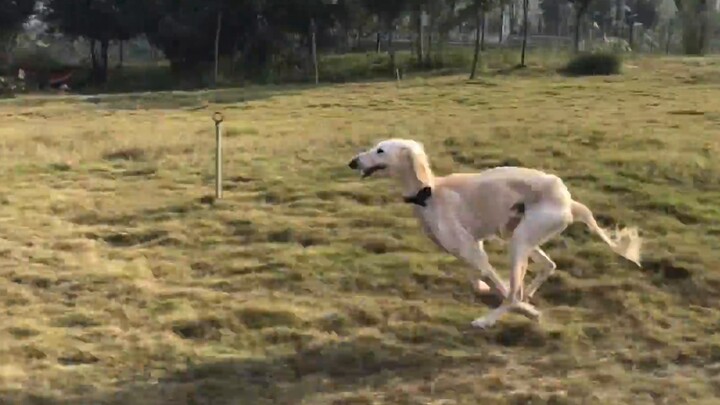 Cảm giác dắt chó đi dạo thế nào? Bạn có nghĩ chú chó này ít vận động không?