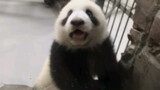 【Panda Chun Sheng】Innocent Chun Sheng Wants to Meet You