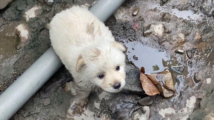 เรื่องเก็บลูกสุนัขนี่ ฉันจริงจังนะ!