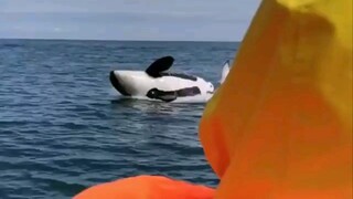 Orcas: Here? Come take a look at me!