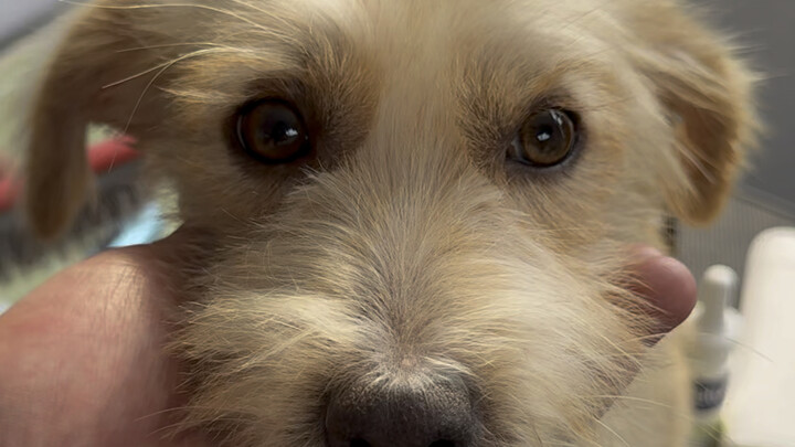 捡的流浪狗一周的成长变化