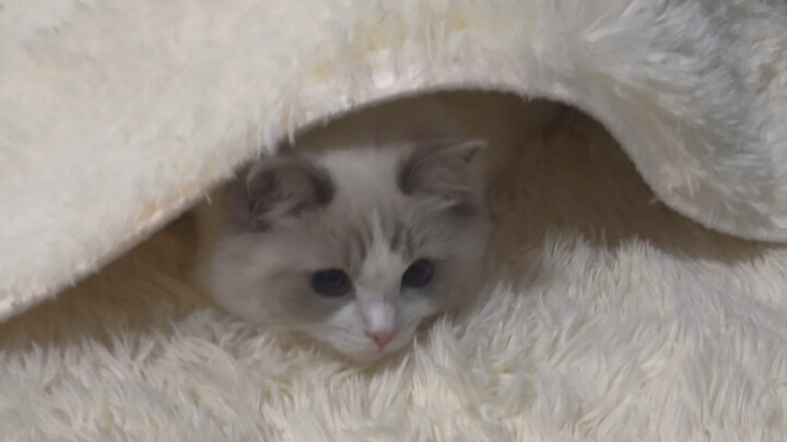 Kalau suatu hari nanti aku, Dingdang, nginjek kotoran... kalian pasti nggak bakal nyalahin aku, kan~