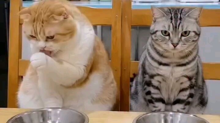 billu billu