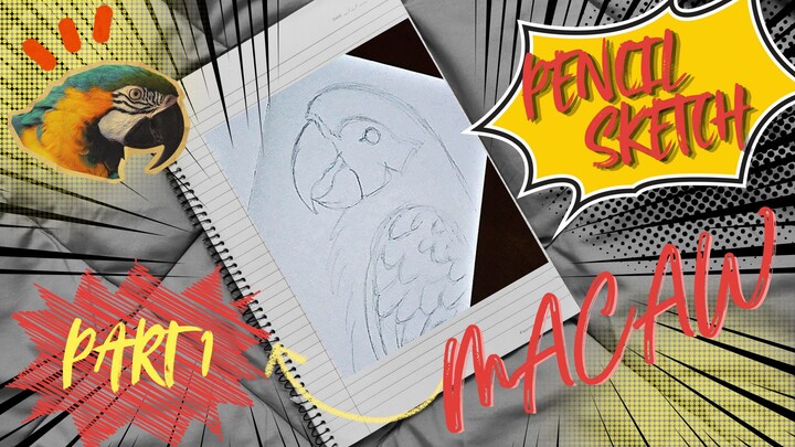 Drawing Macaw with Pencil | Part 1 - Sketch Process