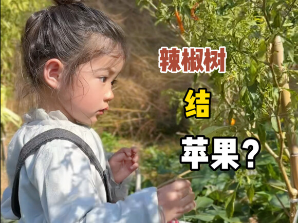 Pohon cabai kakek sudah jadi makhluk hidup berakal 😂 Andai saja punya ijazah taman kanak-kanak...