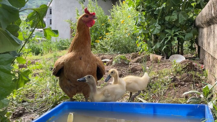 The mother hen really treats the little ducklings like her own!