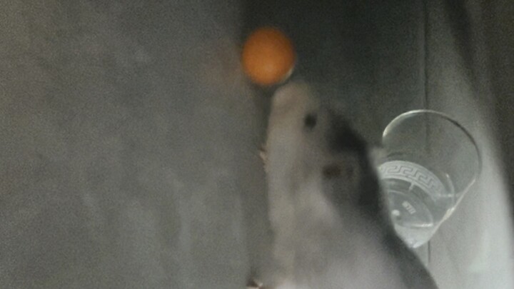 Tikus Bergaya Ronaldo