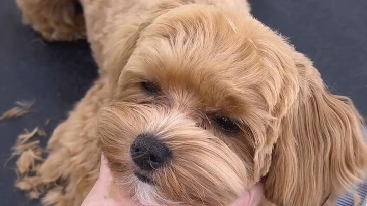 After getting a haircut, my dog looks so much more lively!