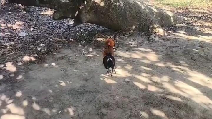 YLH  vs Boston Gilmore