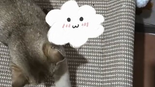 【Câu trả lời của mèo con】