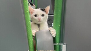 Train pet carriage—feline passenger turns around to chat; oh my, I’d love to be interrupted by it!