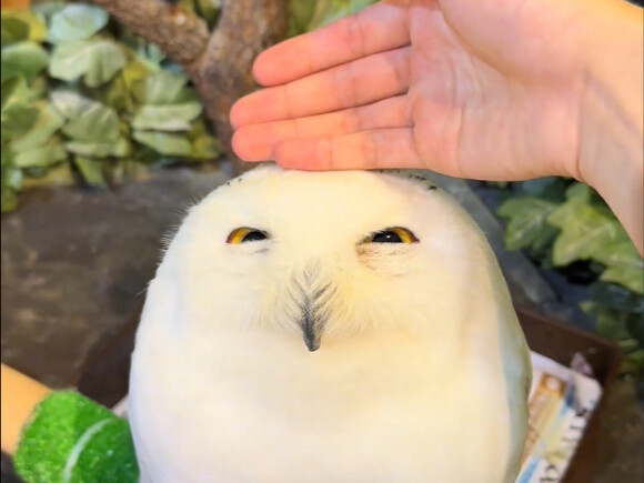 Burung hantu salju, bulu putih memang paling cantik!