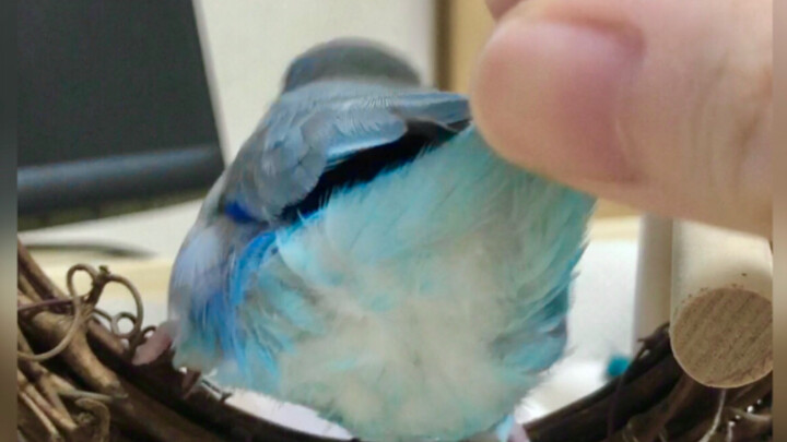 [Pacific Parrot] Let me take a look!