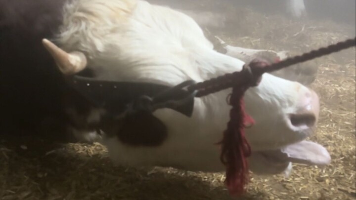 Is it illegal to stand by and do nothing when someone is in danger? Making house calls in winter is 