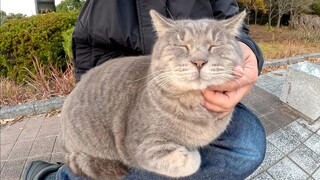 A fat gray cat jumps onto a person's knees to keep warm