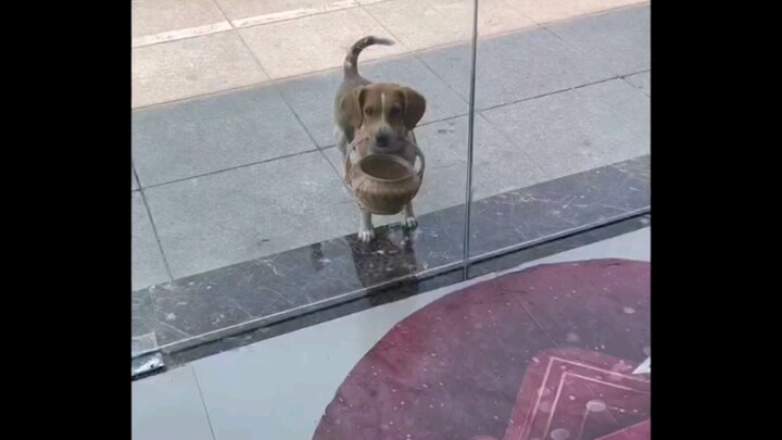 A dog who comes to buy popsicles by himself, and only has three popsicles at a time