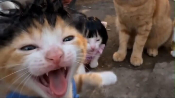 Cats