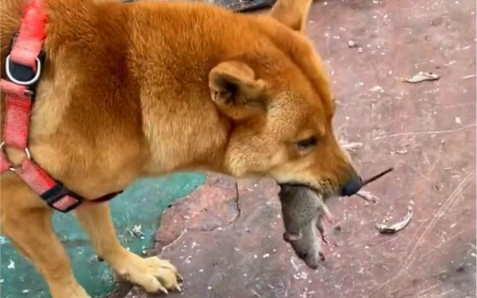 A dog caught a big rat.