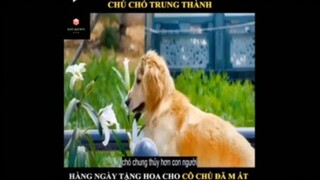 Tóm tắt phim: Chú chó trung thành Mao Mao p3 #VideoHayNhất