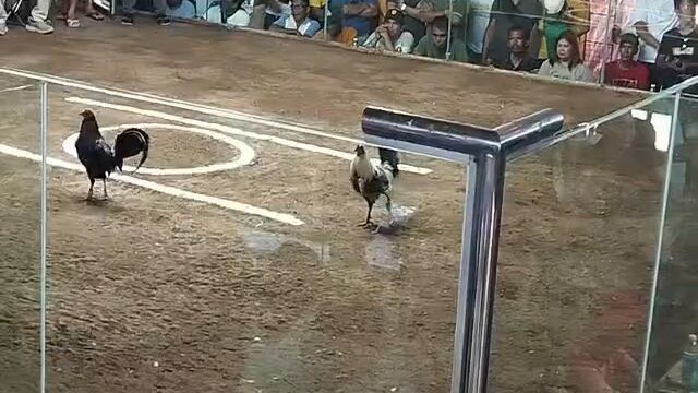 RoundheadGull - Win 2nd Fight