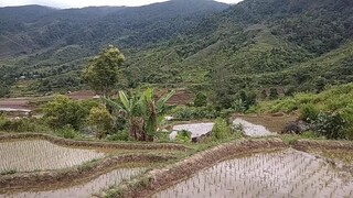 sawah nan indah