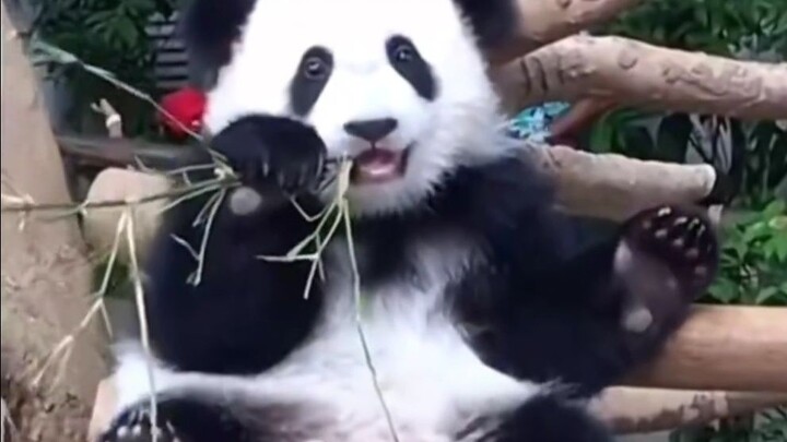 Bạn nói xem, sao Nuan Nuan nhà chúng ta lại không biết bóc măng nhỉ?