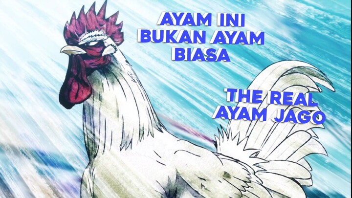 The real ayam jago 🗿