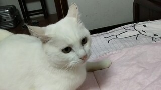 [Pets] Our White Kitten Is Angry!