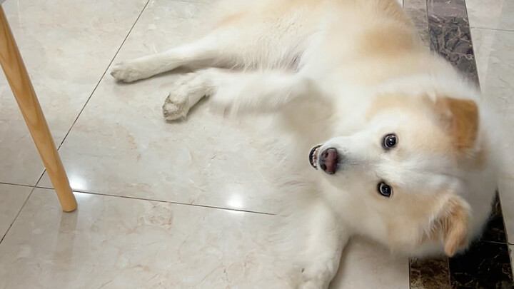 Semua orang bilang Bella cerdas, tapi sebenarnya dia cuma orang yang gampang panik—dan super nggak s