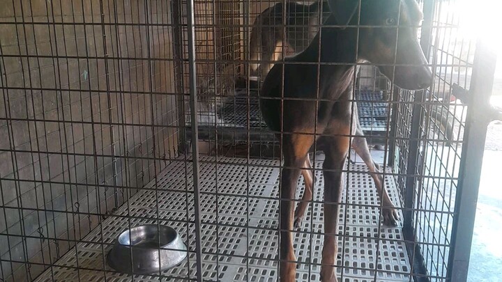 doberman in the houses