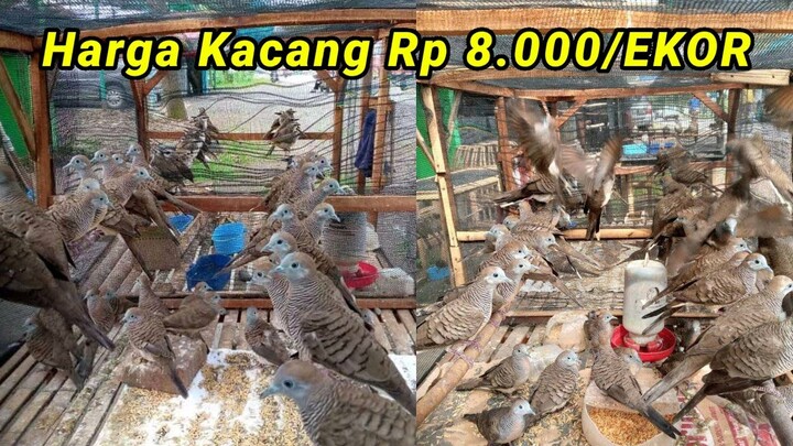 Full Bongkarkan. Harga Renyah" Stock selalu baru tiap hari di Kios ABADI BIRD Palmerah