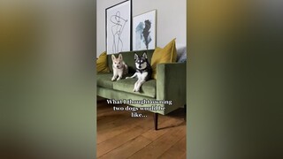 Instagram vs Reality PetsOfTikTok mydogs kleekai funnydogs