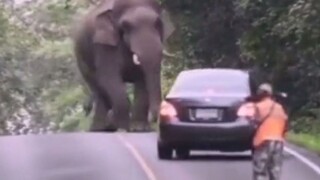 Elephant Walking in the Field