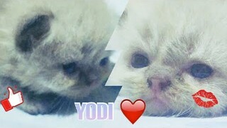 HIMALAYAN Kitten (Super Cute) Cat Vlog #1