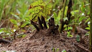 23秒拍摄记录：一场暴雨过后，火蚁穴的重建过程